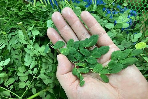 他とは何が違う？こだわりのモリンガ　その製法に迫る！〜後編