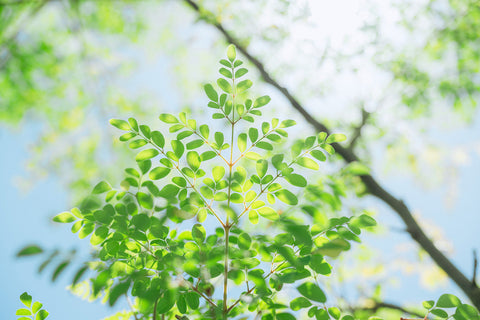 管理栄養士が教えてくれるモリンガのマル秘パワー（後編）