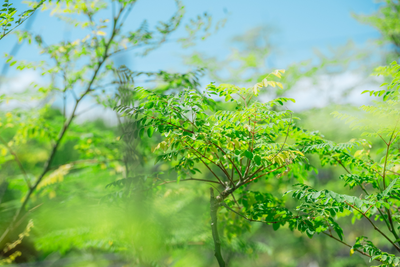 世界初！最強コンビ誕生！グルテン分解乳酸菌×モリンガ＝WITHGLU（ウィズグル）