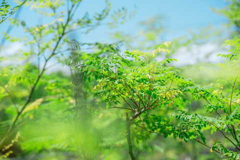 世界初！最強コンビ誕生！グルテン分解乳酸菌×モリンガ＝WITHGLU（ウィズグル）