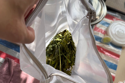 モリンガ染め体験レポート【準備編】