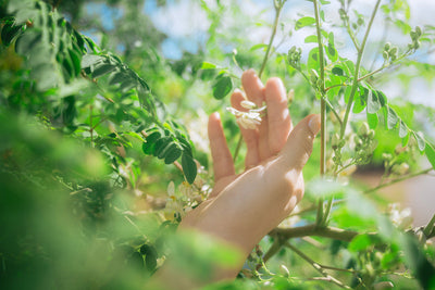 生活習慣病と闘うモリンガ！