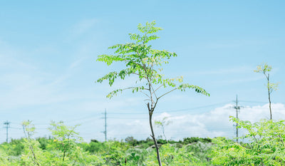 管理栄養士が教えてくれるモリンガのマル秘パワー（前編）