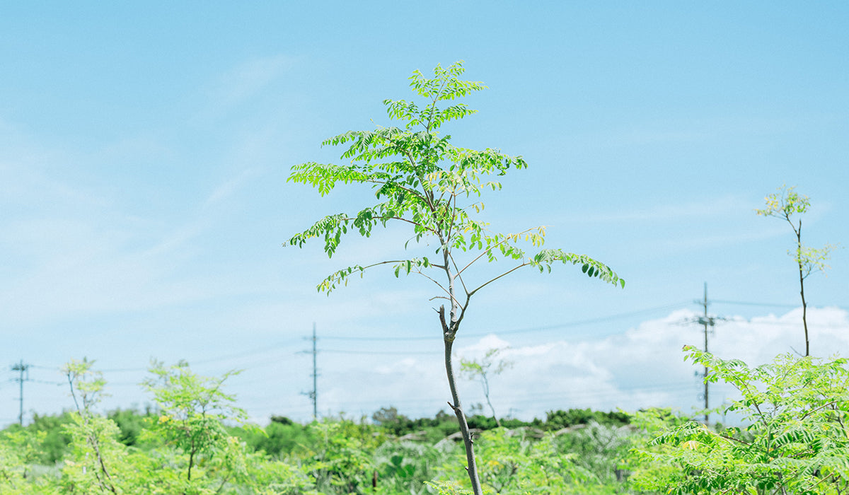 管理栄養士が教えてくれるモリンガのマル秘パワー（前編）