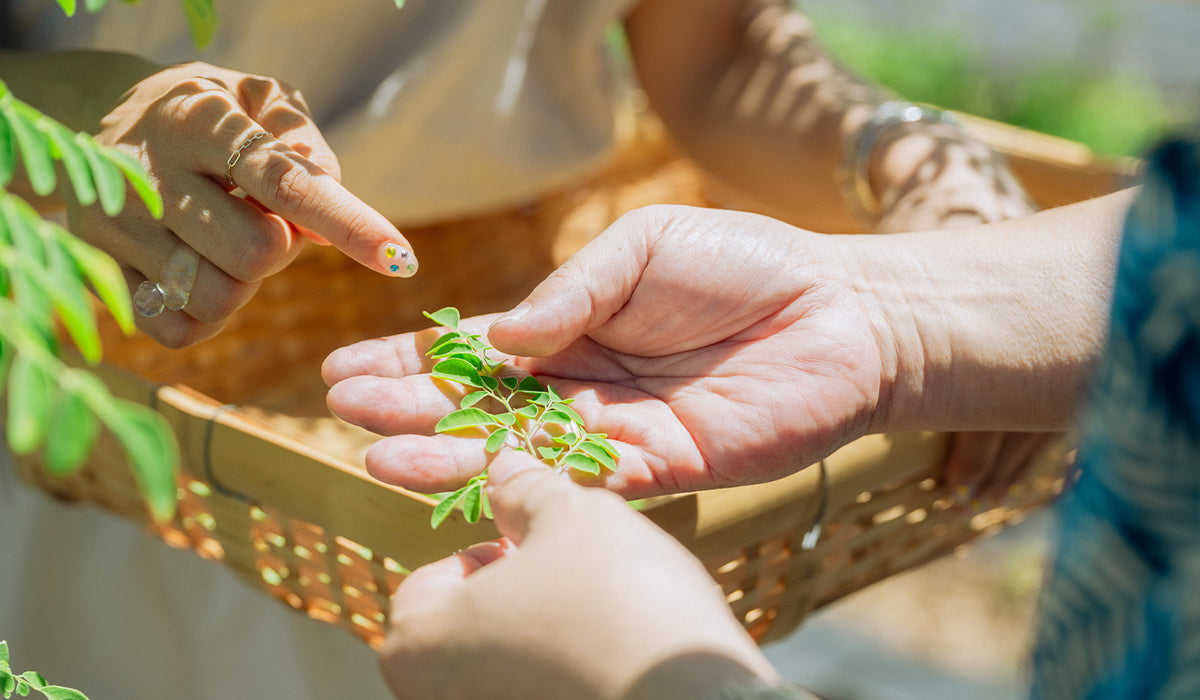 沖縄でモリンガを育てる〜モリンガとの出会いで人生が変わった